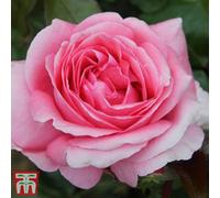Thompson & Morgan 1 x Rose (Bush) Special Anniversary Bare Root, Pink