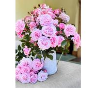 Thompson & Morgan Rose Caroline Quentin 1 Bare Root Plant