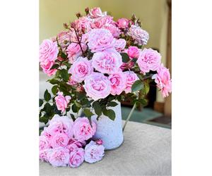 Thompson & Morgan Rose Caroline Quentin 1 Bare Root Plant