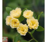 Thompson & Morgan Rose (Climbing) Banksiae Lutea 3 Litre Potted Plant X 1