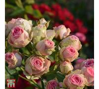 Thompson & Morgan Rose Climbing Eden Rose - 3 Litre Potted Plant X 1