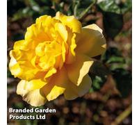 Thompson & Morgan Rose (Climbing) Golden Showers 3 Litre Potted Plant X 1