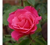 Thompson & Morgan Rose Easy Elegance Grandma's Blessing 3 Litre Potted Plant X 1