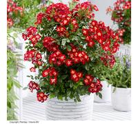 Thompson & Morgan Rose Everglow Ruby 9Cm Pot X 1