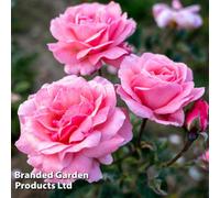 Thompson & Morgan Rose Floribunda Queen Elizabeth - 1 Bare Root Plant