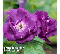 Thompson & Morgan Rose Floribunda 'rhapsody In Blue' 1 Bare Root Plant
