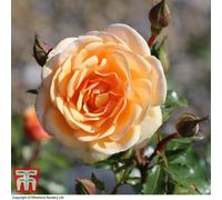 Thompson & Morgan Rose Floribunda - Sweet Honey 2 Bare Root Plants