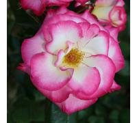 Thompson & Morgan Rose Handel 1 Bare Root Plant - Summer Flowering