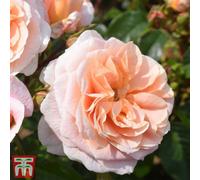 Thompson & Morgan Rose 'it's A Wonderful Life' - 1 Bare Root Plant