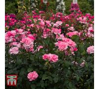 Thompson & Morgan Rose Queen Elizabeth 4 Bare Root Plants