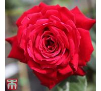 Thompson & Morgan Rose (Rosa) (Bush) Happy Ruby Wedding 1 Bare Root