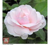 Thompson & Morgan Rose (Rosa) (Bush) Many Happy Returns 1 Bare Root