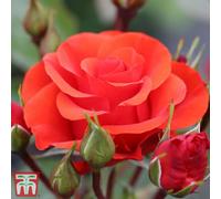 Thompson & Morgan Rose (Rosa) (Bush) Precious Love 1 Bare Root