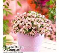 Thompson & Morgan Rose (Rosa) Cutie Pie (Patio Or Ground Cover) 12Cm Pot X 2