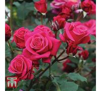 Thompson & Morgan Rose (Rosa) (Hybrid Tea) Home Florist Timeless Charisma 3 Bare Roots