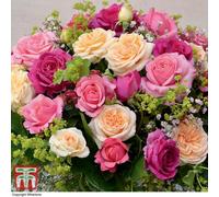 Thompson & Morgan Rose (Rosa) (Hybrid Tea) Home Florist Timeless Collection 4 Bare Roots