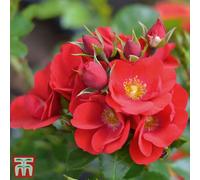 Thompson & Morgan Rose (Rosa) (Patio Shrub) Lots Of Kisses 1 Bare Root