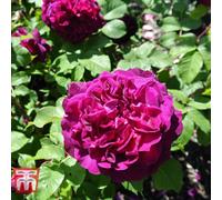 Thompson & Morgan Rose (Rosa) (Shrub) Double Scented Purple 1 Bare Root