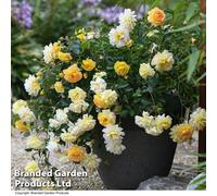 Thompson & Morgan Rose Scentifall Lemon 9Cm Potted Plant X 1 (Peat Free)