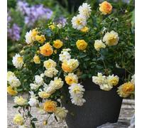 Thompson & Morgan Rose Scentifall Lemon 9Cm Potted Plant X 2
