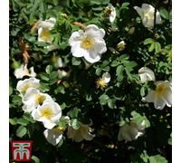 Thompson & Morgan Rose (Shrub) Rugosa Alba 3.6 Litre Potted Plant X 1