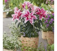 Thompson & Morgan Roselily Double Container Bouquet Mix 9 Bulbs