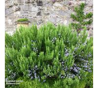 Thompson & Morgan Rosemary 'roman Beauty' - 3 Litre Potted Plant X 1