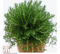 Thompson & Morgan Rosemary Roman Beauty Pbr 3 Litre Potted Plant X 2