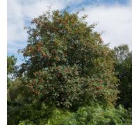Thompson & Morgan Thompson & Morgan Hedge Mountain Ash (rowan) Sorbus Aucuparia 1 Bare Root Tree