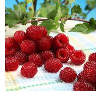 Thompson & Morgan Rubus (Raspberry Tree) Hararasp 5 Litre Potted Plant X 1 - Grow Your Own Fruit