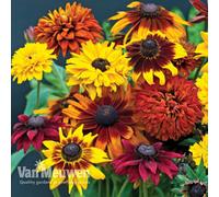 Thompson & Morgan Rudbeckia All Sorts Mix 6 Plug Plants