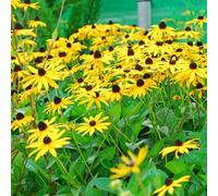 Thompson & Morgan Rudbeckia Fulgida Goldstrum 12 Bare Root Plants