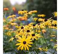 Thompson & Morgan Rudbeckia Goldsturm 1 Litre Potted Plant X 3