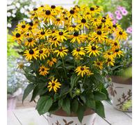 Thompson & Morgan Rudbeckia Little Gold Star 1 Litre Potted Plant X 1