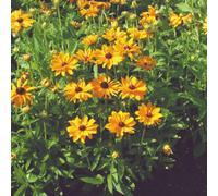 Thompson & Morgan Rudbeckia Marmalade Orange Hardy Perennial Blooms Attracts Bees Butterflies 1X Seed Packet