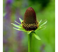 Thompson & Morgan Rudbeckia Occidentalis Green Wizard 9Cm Potted Plant X 1