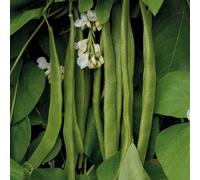 Thompson & Morgan Runner Bean Moonlight 1 Seed Packet (40 Seeds)