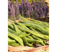 Thompson & Morgan Runner Bean Prizewinner Seeds - High Yield Climbing Beans Tender Pods Easy Grow Uk Garden. 1 Seed Packet