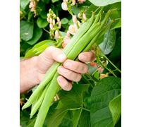 Thompson & Morgan Runner Bean Runner Sunset Seeds. Heritage Peach-Pink Flowers Edible Blooms Rhs Agm High Yield By Thompson And Morgan