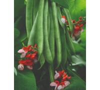 Thompson & Morgan Runner Bean Tenderstar Climbing Vegetable - Delicious Tender Pods High Yield Easy Grow - 1 Seed Packet