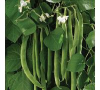 Thompson & Morgan Runner Bean White Lady 1 Seed Packet, Green