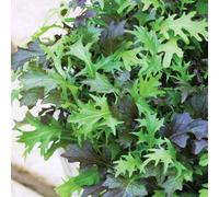 Thompson & Morgan Salad Leaves - Frilly Mix 1 Seed Packet, Green