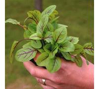 Thompson & Morgan Salad Leaves Sorrel Blood Veined 1 Seed Packet 250 Seeds