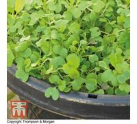 Thompson & Morgan Salad Leaves Stir Fry Mix 1 Seed Packet (500 Seeds)