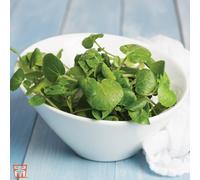 Thompson & Morgan Salad Leaves Watercress 1 Seed Packet (500 Seeds)