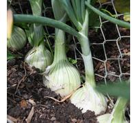 Thompson & Morgan Salad Onion Starlight Seeds - Hardy Winter Variety For Overwintering & Early Spring Sowings - 200 Seeds
