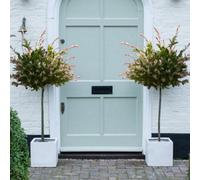 Thompson & Morgan Salix Flamingo Tree - 17Cm Potted Plant (Standard) X 2 + Patio Pot X 2