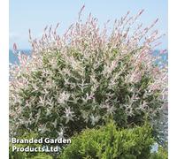 Thompson & Morgan Salix Integra Hakuro-Nishiki 3.5 Litre Potted Plant X 1
