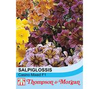 Thompson & Morgan Salpiglossis Casino Mixed F1 Hybrid 1 Packet (150 Seeds)