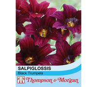 Thompson & Morgan Salpiglossis Sinuata Black Trumpets 1 Seed Packet (50 Seeds)
